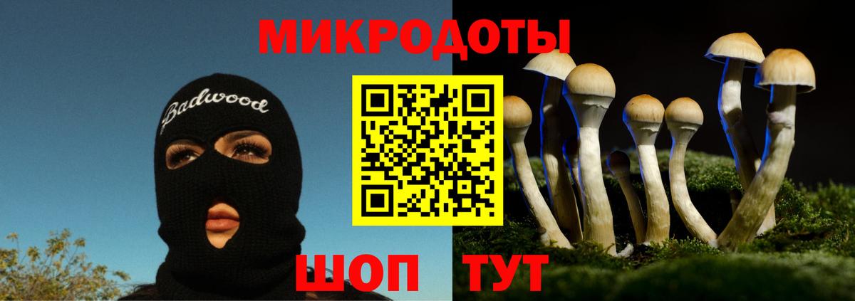 Псилоцибиновые грибы Psilocybe Кострома